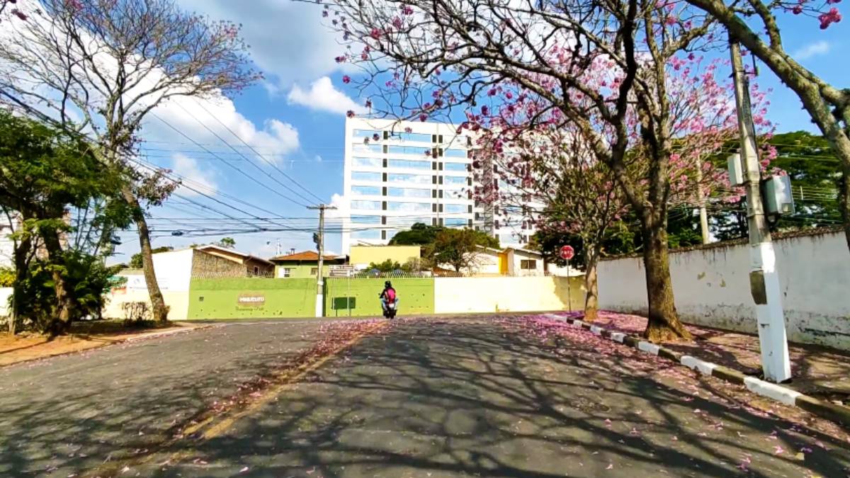 O clima mais ameno e o cuidado técnico ajudaram a produção a crescer de forma consistente, com lavouras que se tornaram referência na região