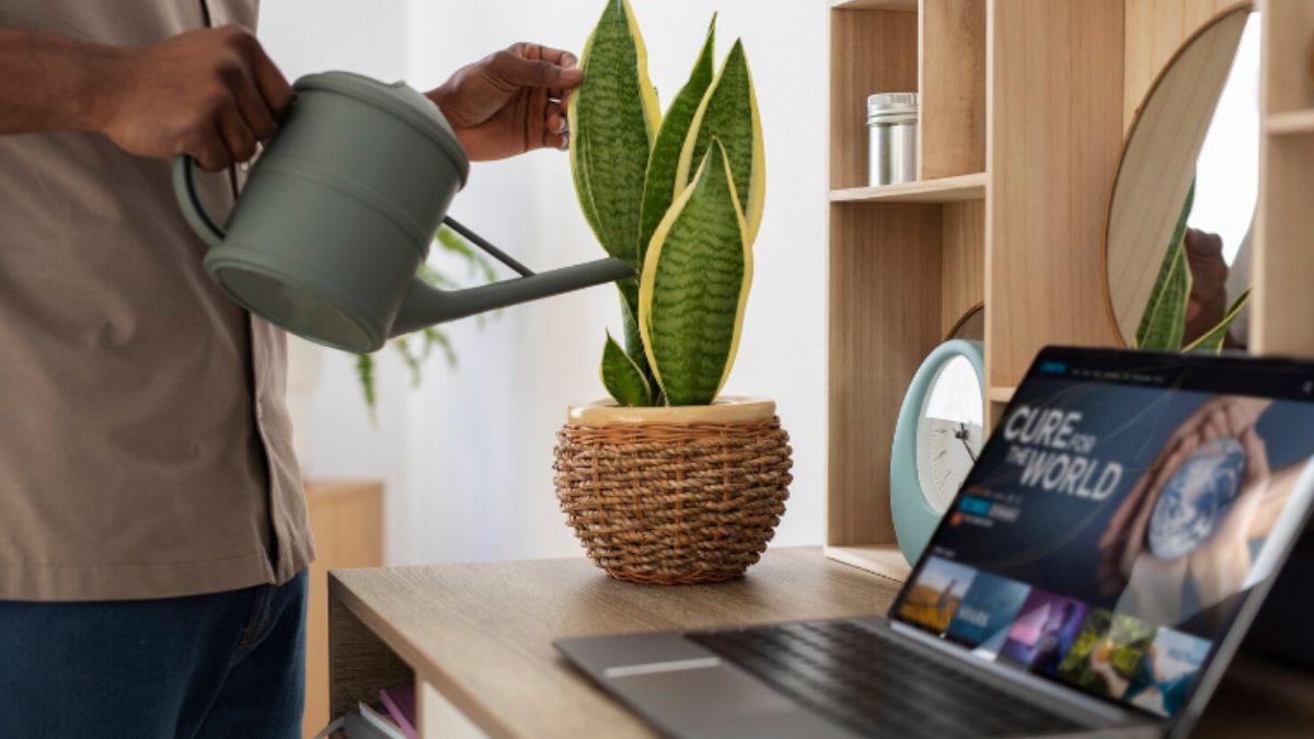 Mais que decoração: um respiro de vida, ter muitas plantas em casa purifica o ar e traz foco. - Foto/Freepik