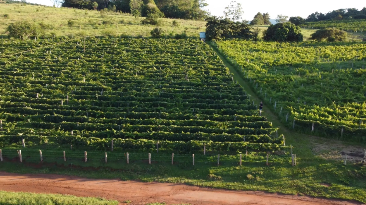 Para os apreciadores de bebidas, a cidade reserva surpresas imperdíveis, como beber vinho de graça. Os visitantes podem realizar um tour por uma vinícola local, explorar os parreirais e degustar vinhos de forma totalmente gratuita - (Reprodução/YouTube)