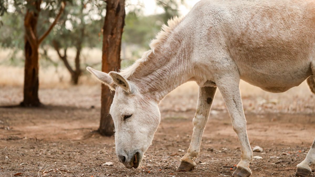 A relação entre o burro e a ideia de teimosia ou pouca inteligência remonta à Grécia Antiga, por volta de 600 a.C (Fotos: Freepik)