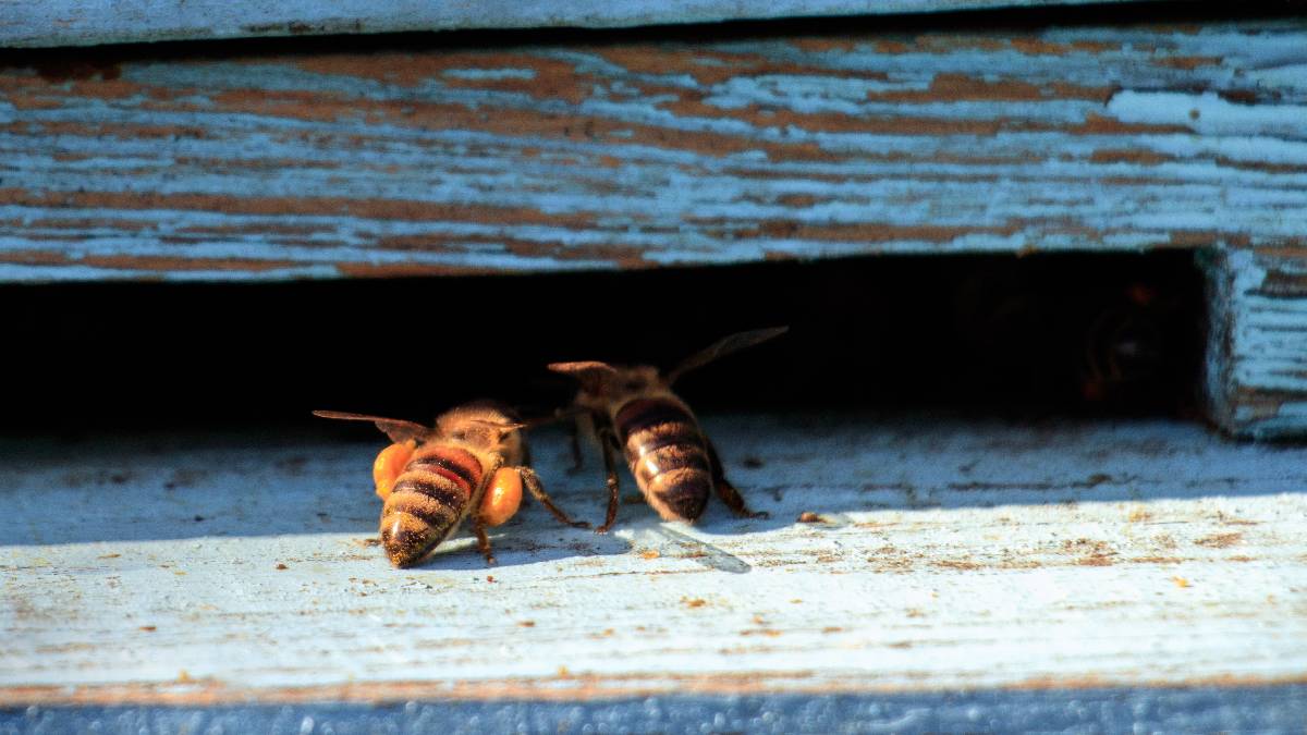 Além das leituras simbólicas, há um fator prático por trás da presença de abelhas em ambientes próximos das casas (Fotos: Freepik)