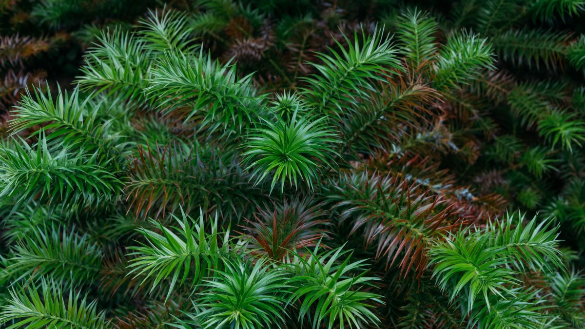 Isso dificulta o surgimento de arbustos e reduz a biodiversidade (Foto: Freepik)
