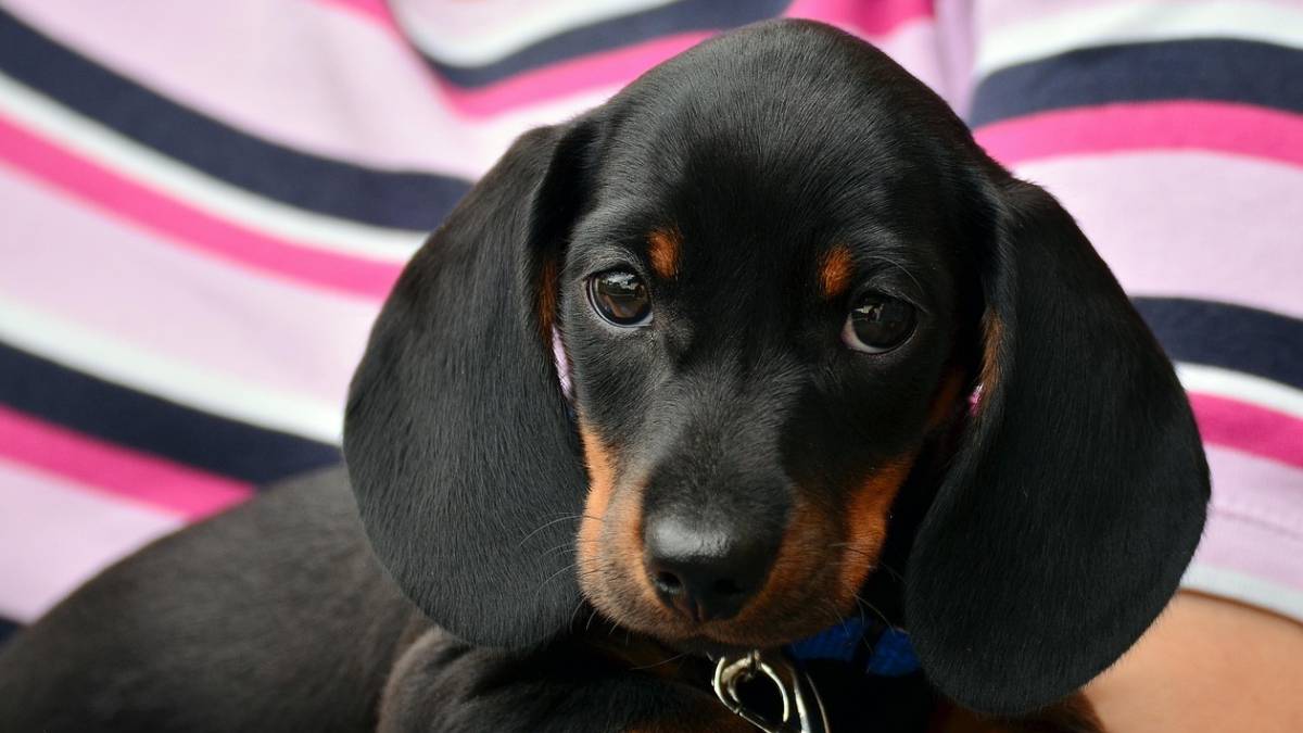 O contato entre humanos e cães pode liberar rapidamente ocitocina e endorfinas, proporcionando uma sensação de conexão e relaxamento. Foto: Pixabay