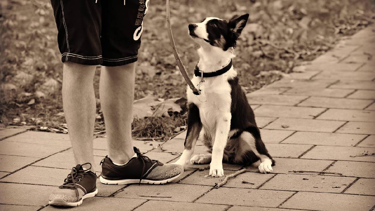 Os cachorros podem entender centenas de palavras e gestos, e sua inteligência é comparada à de uma criança de dois anos. Foto: Pixabay