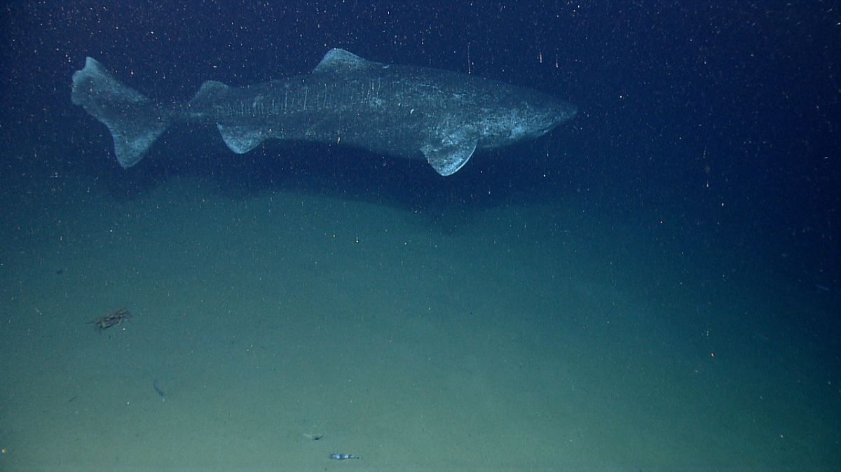 Por habitar águas muito frias e profundas, essa espécie permanece menos observada do que a maioria das mais de 500 espécies de tubarões conhecidas (Foto: NOAA Photo Library/Wikimedia Commons)
