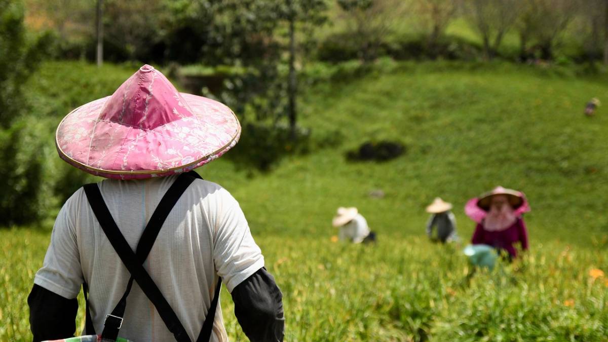 Muitos moradores utilizam filtros de água baseados em plantas (helófitos) para purificar águas residuais e geram sua própria energia através de painéis solares e bombas de calor (Foto: Freepik)