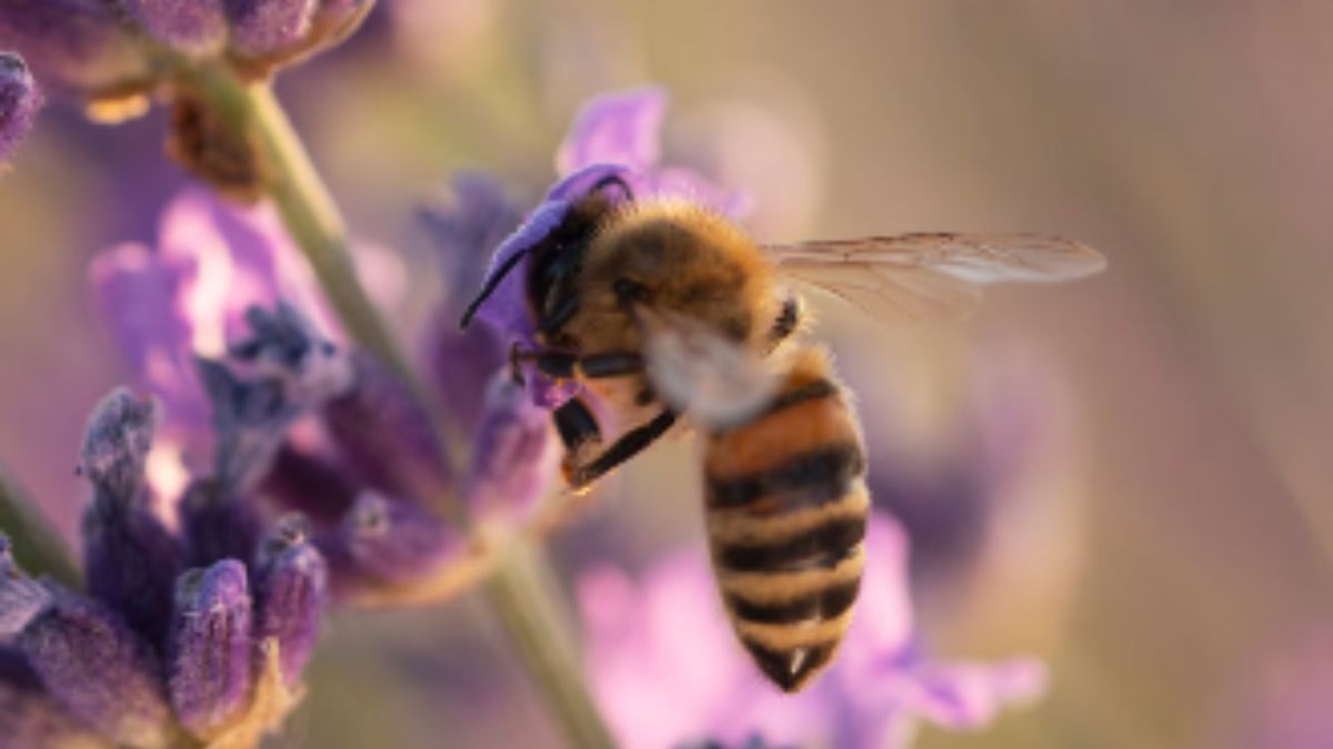 Eficiência no metro quadrado: Mini animais consomem 40% menos e valorizam 2x mais que as raças padrão. O novo agro é compacto. - Foto: Freepik