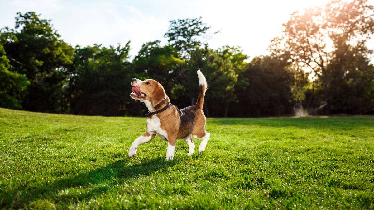 A seleção natural pode ter favorecido cães mais capazes de interpretar emoções humanas e assim conviver melhor com pessoas