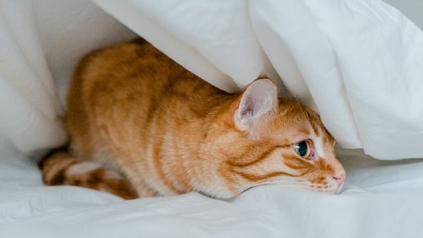 No frio, é comum que a pessoa queira se envolver nos cobertores em busca de se aquecer. O pet, porém, pode se sentir desconfortável com a situação. Caso a roupa de cama seja mais pesada, os animais podem se sufocar, especialmente se estiverem cobertos por elas - (Natalie Bond/Pexels)