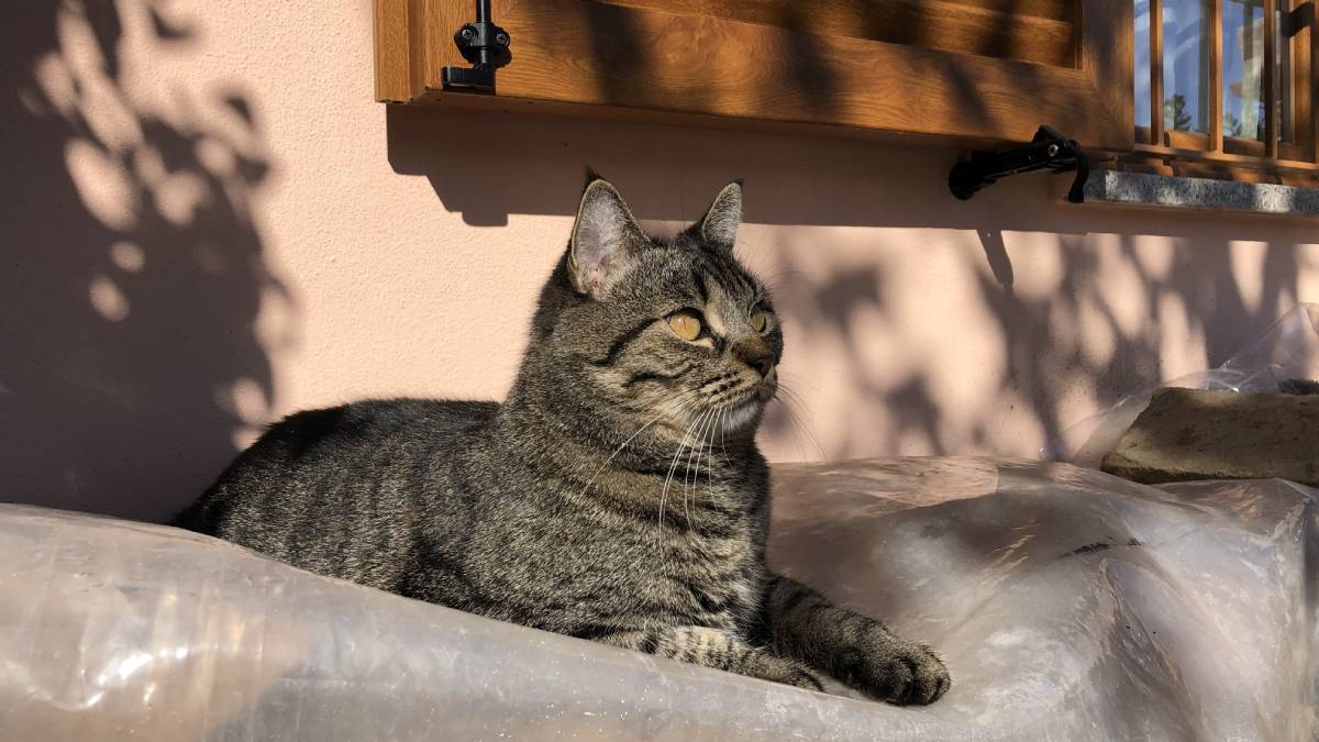 Existe um lugar na Turquia que parece ter sido discretamente dominado por felinos