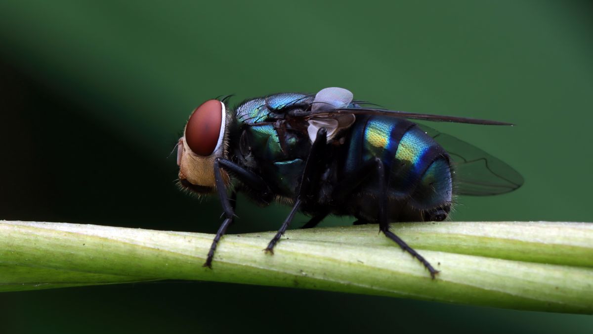 Uma única mosca pode viver por até 28 dias
