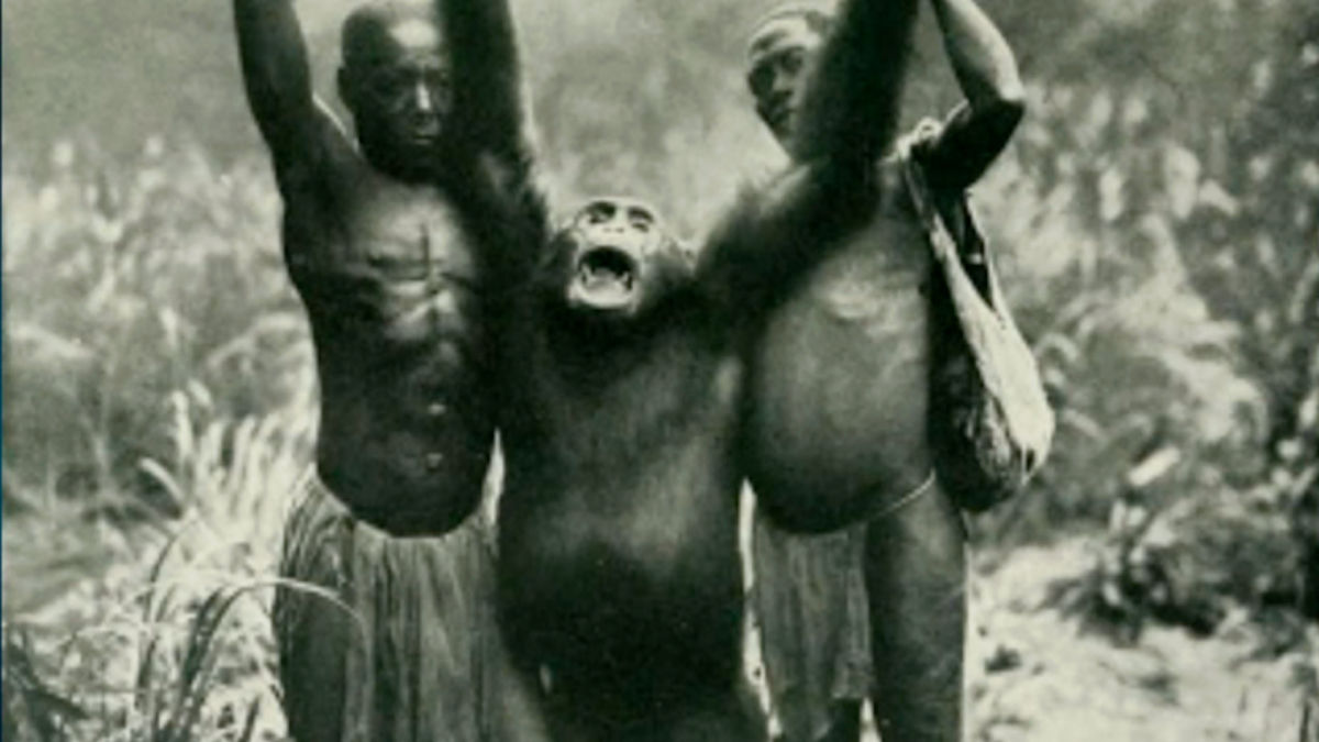 De acordo com o CDC, a origem do HIV em humanos está relacionada a um tipo de chimpanzé que vive na África Central. Foto: Wikimedia Commons