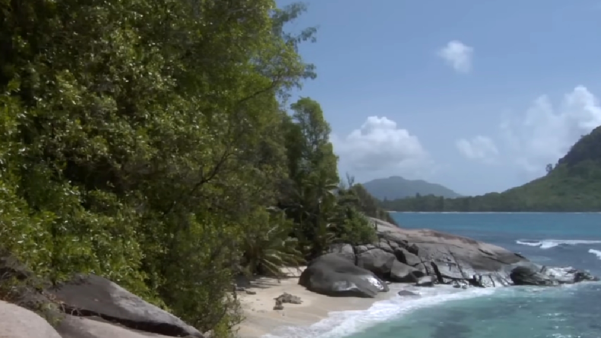 O que começou como um desejo de isolamento transformou-se em um projeto de vida dedicado à recuperação da biodiversidade e à proteção da fauna e flora locais - (Reprodução/YouTube WanderingEyeFilms)