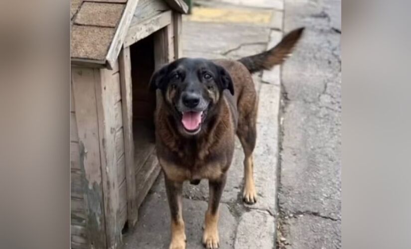 A polícia investiga um grupo de jovens suspeito de ter matado o cachorro conhecido pelo nome de Orelha. Foto: Reprodução/redes sociais