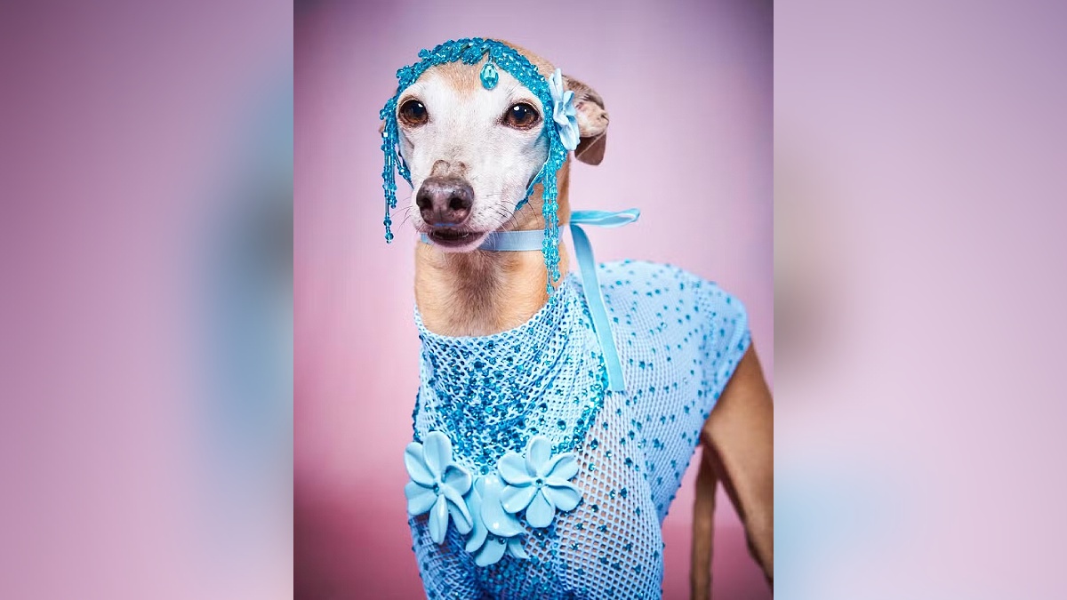 Plínio, cachorro de Anitta, também posou de roupa costumizada
