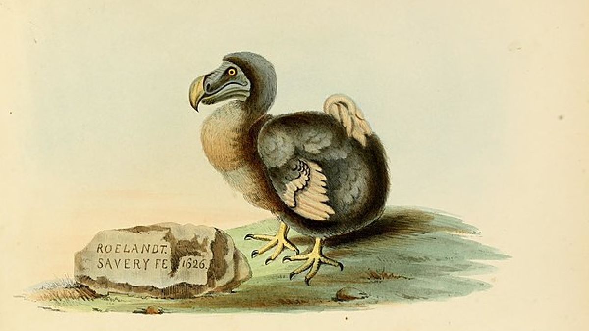 Segundo a IUCN, existem dois tipos de extinção: a extinção na natureza e a extinção completa (Imagem: Internet Archive Book Images / Wikimedia Commons)