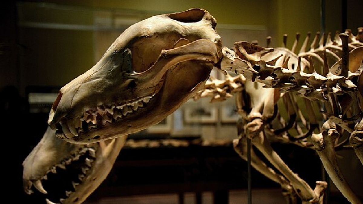 Para ser considerada extinta, uma espécie deve passar décadas sem ser avistada na natureza (Imagem: Megan Jerrard / Wikimedia Commons)