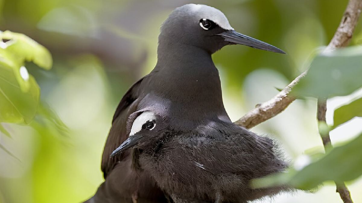 As aves registradas são trinta-réis pretos, aves marinhas nativas do Indo-Pacífico (Foto: PotMart186 / Wikimedia Commons)