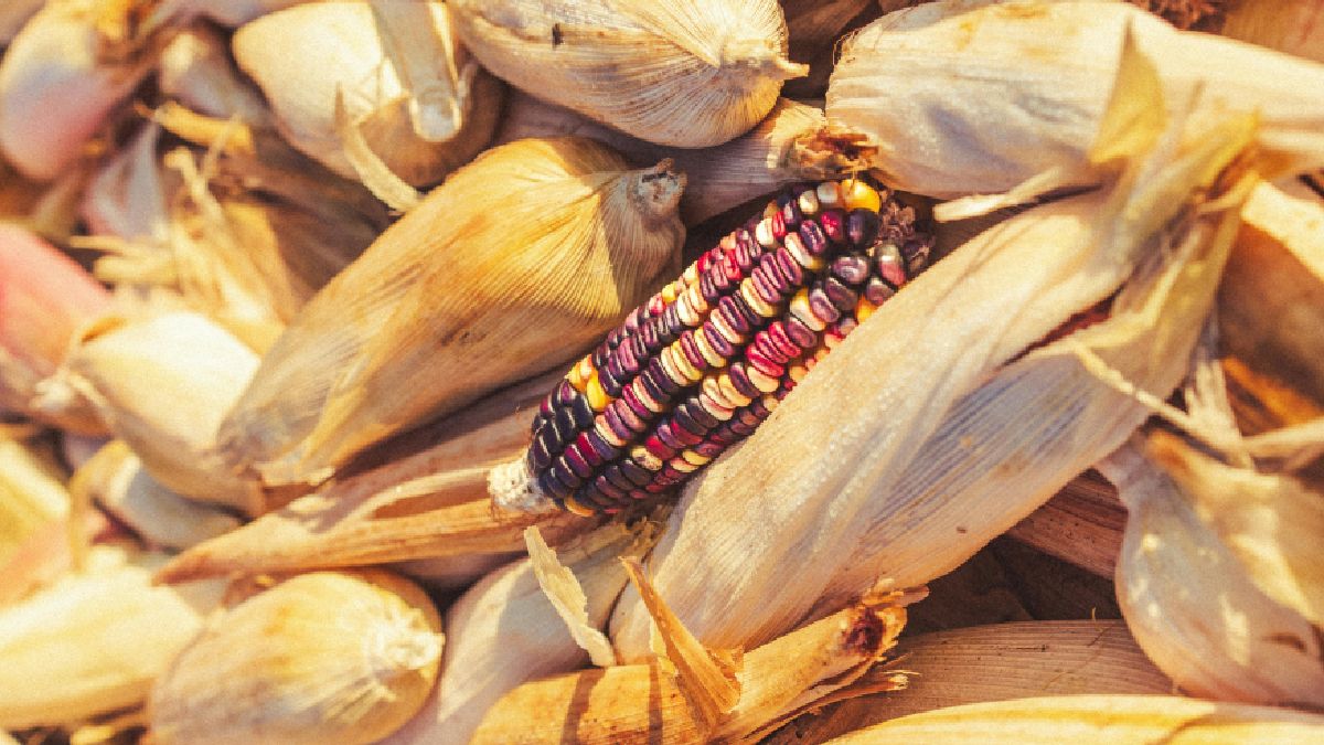 Uma das bases da receita é o fubá, ingrediente muito comum na culinária sul-americana (Foto: Pexels)