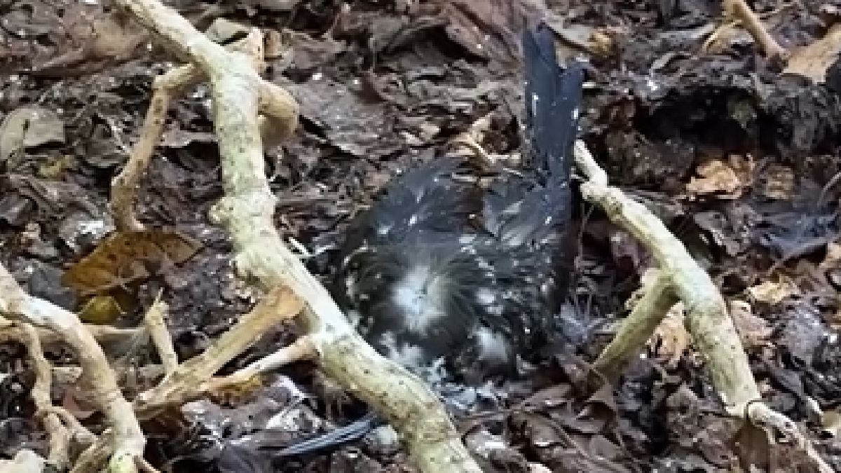 As aves jovens no solo podem ficar contidas por dias até morrer (Foto: Sam Down / Instagram)