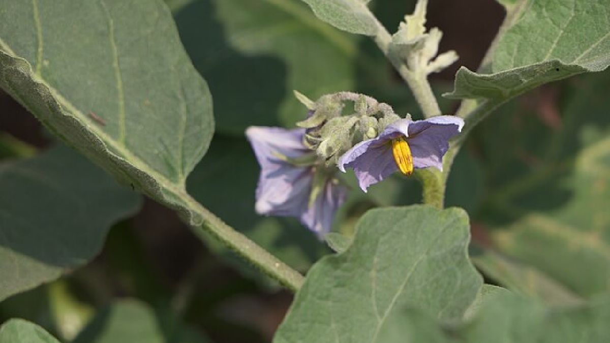 Variedade Solanum melongena L. é encontrada principalmente na Indochina e no subcontinente indiano. (Foto: Dinesh Valke / Wikimedia Commons)