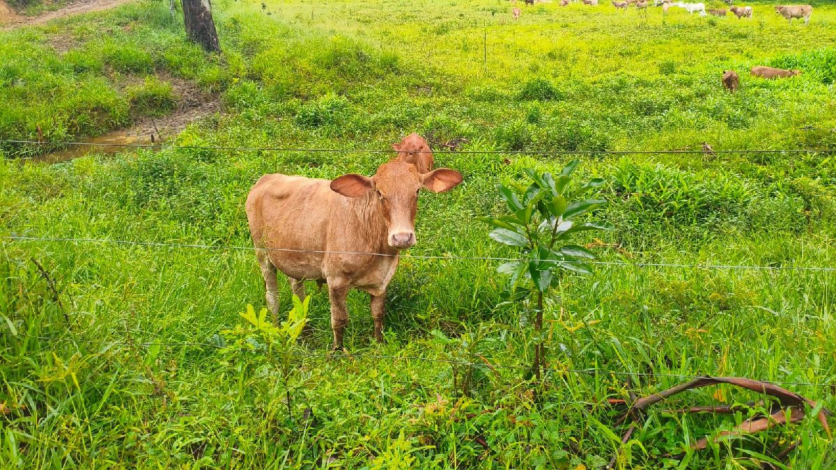 Propriedade conta com a presença de diversas cabeças de gado que circulam com pouca limitação pelos pastos ao redor