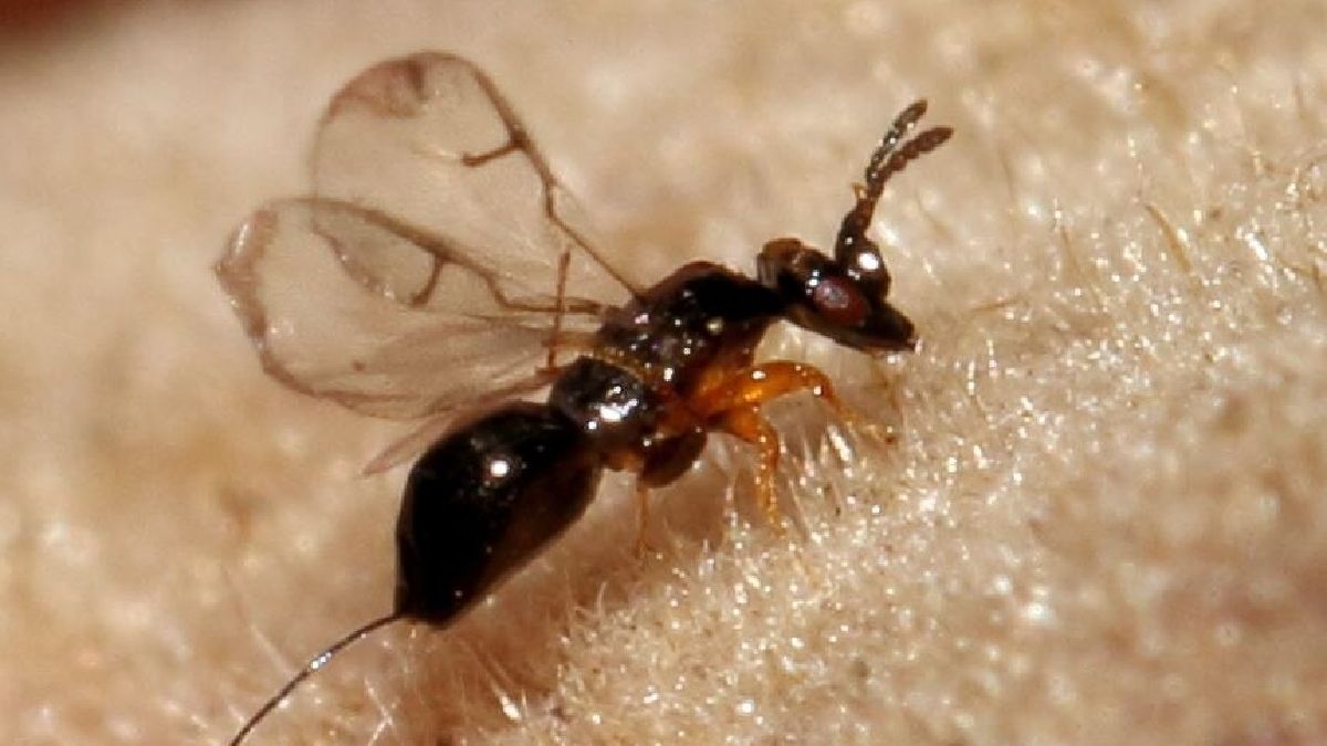 O ciclo de vida das vespas-dp-figo (geralmente Agaonid wasp ou Ceratosolen galili) é intimamente ligado ao dos próprios figos (Foto: Alandmanson / Wikimedia Commons)