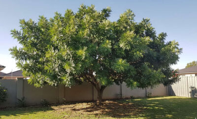 Além da sombra, a árvore entrega um visual leve. As folhagens pendentes lembram o salso-chorão, o que cria um efeito bonito no paisagismo, sem pesar no espaço. Em dias quentes, isso muda o uso do quintal.