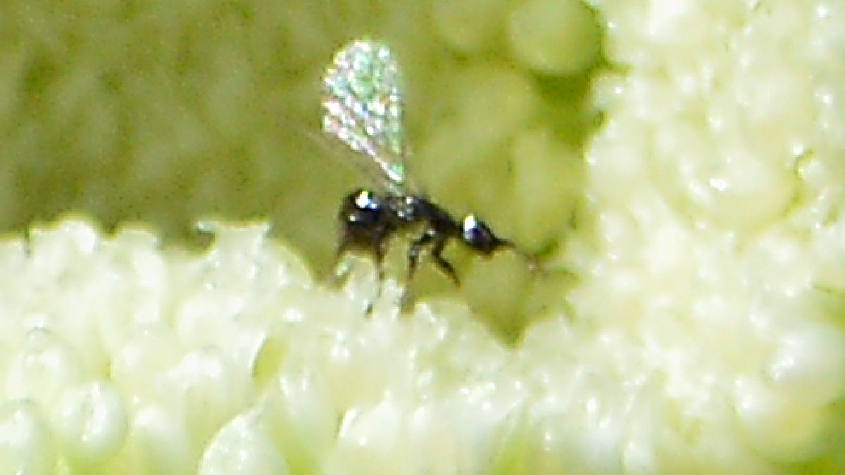 Assim como borboletas e beija-flores, elas são agentes polinizadores da natureza (Foto: Ryan Hodnett / Wikimedia Commons)