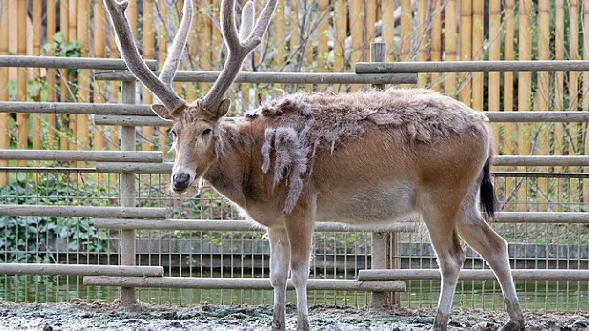 É considerado extinto na natureza um animal que não existe mais em meio natural, mas ainda sobrevive em cativeiro, como o milu (Imagem: Carlos Delgado / Wikimedia Commons)