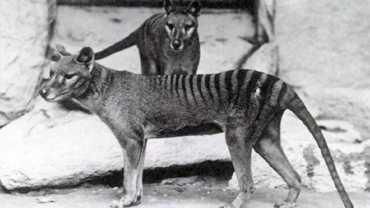 A extinção completa ocorre quando nenhum espécime vivo é conhecido, como o tigre-da-tasmânia (Imagem: Baker; E.J. Keller. / Wikimedia Commons)