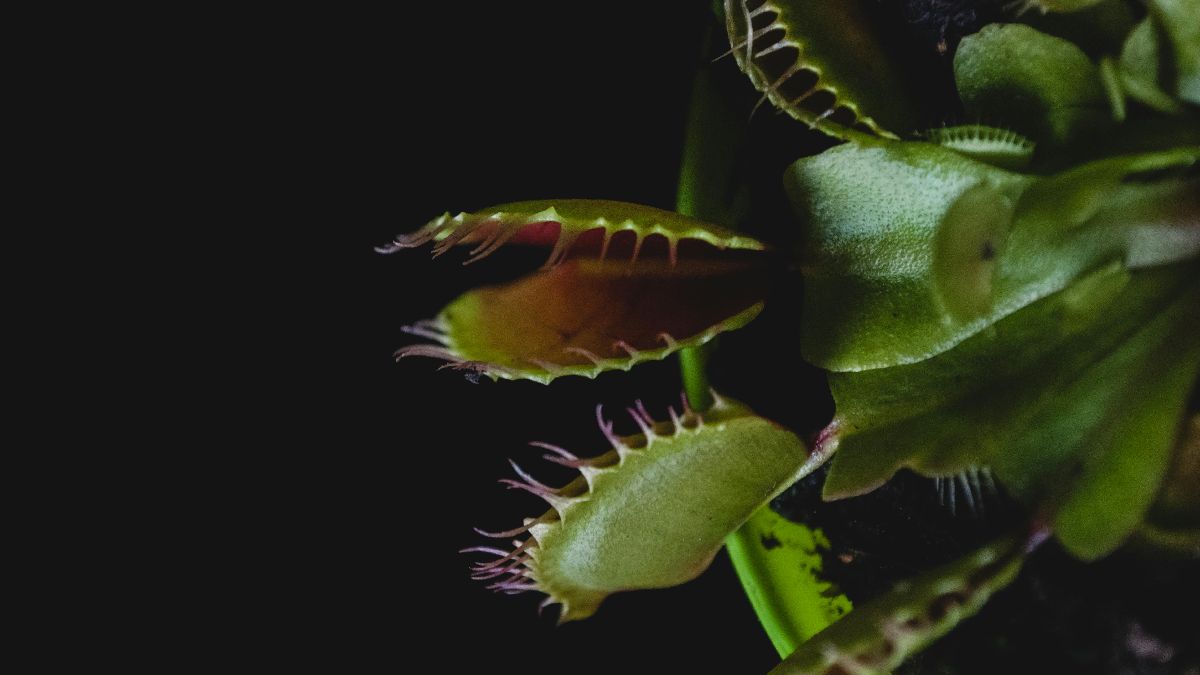 Apesar de ambas digerirem insetos, os figos não dependem ou esperam esses nutrientes (Foto: Pexels)