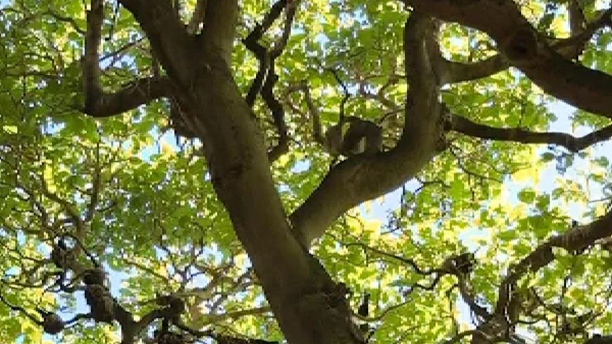 As aves adultas costumam não interferir (Foto: Sam Down / Instagram)