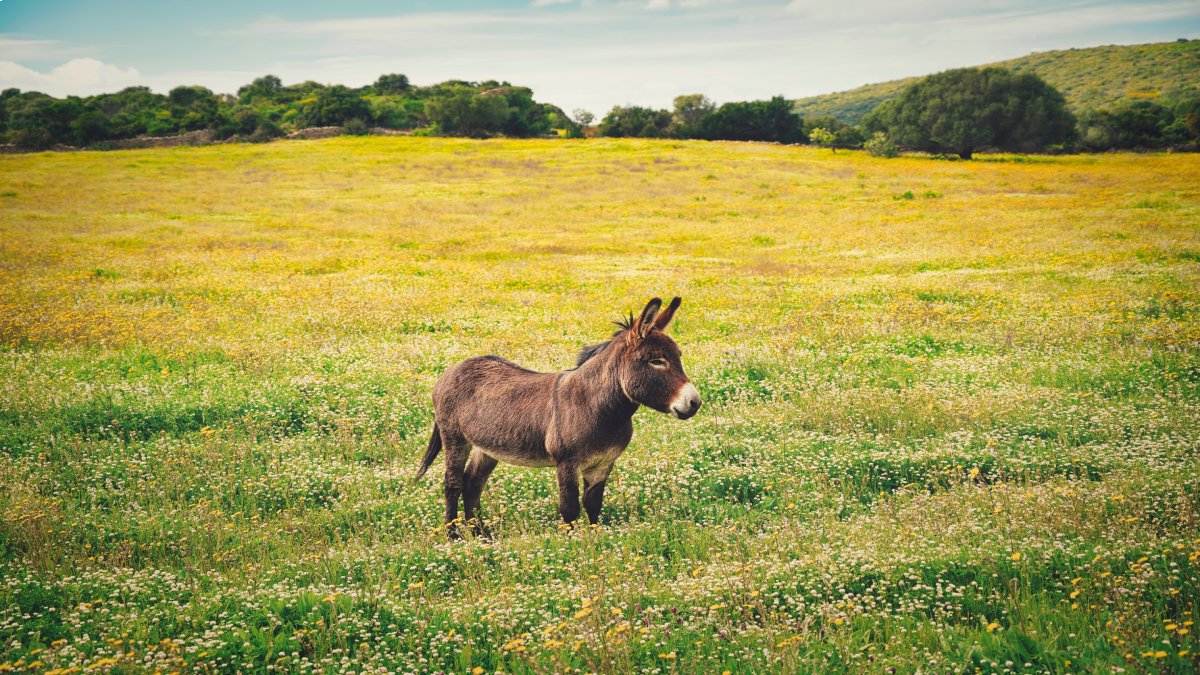 A maioria dos híbridos, como os burros, são total ou majoritariamente inférteis (Foto: Freepik)