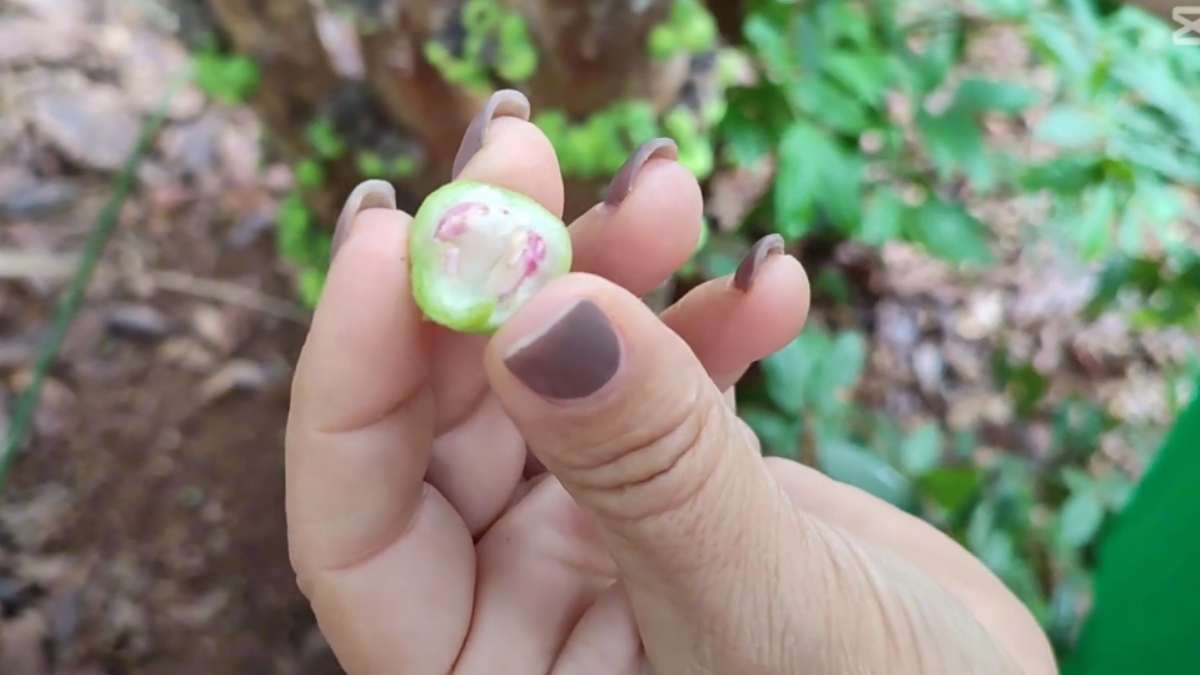 Sua polpa é descrita como doce, aquosa e com uma leve acidez. Além de ser consumida in natura, a fruta é versátil na gastronomia - (Reprodução/YouTube)