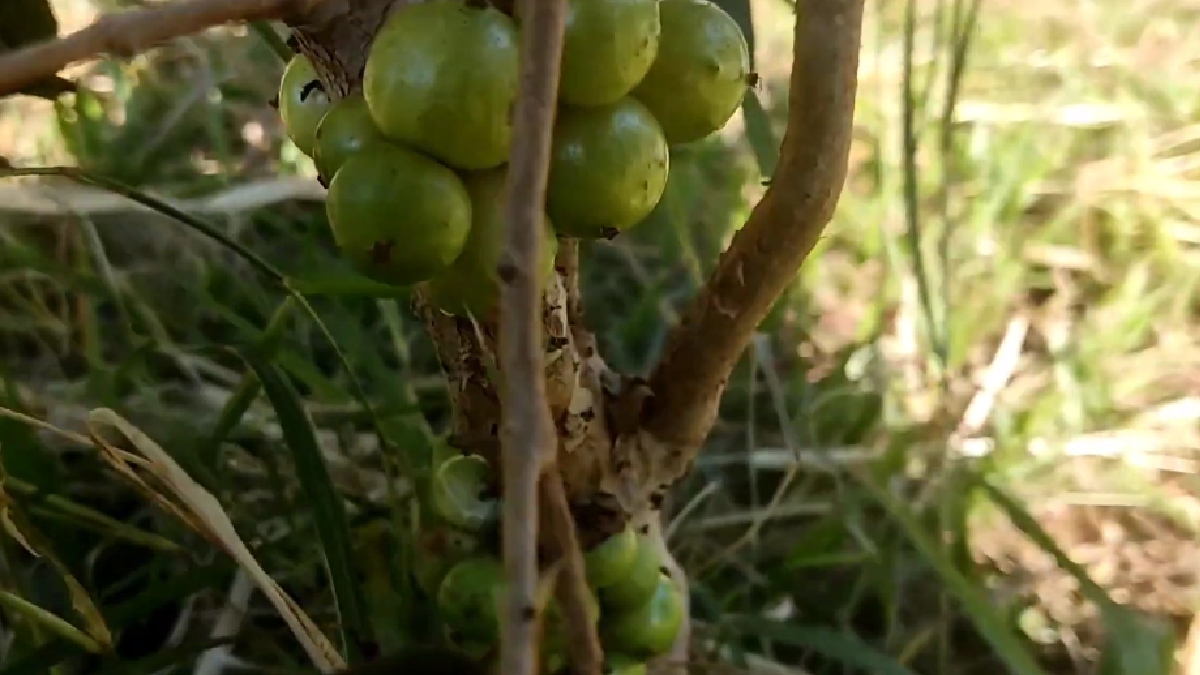 Também conhecida como ibatinga termo tupi-guarani que significa "fruta branca" , ela é considerada a fruta mais rara do Brasil e uma das mais difíceis de encontrar em todo o mundo - (Reprodução/YouTube)