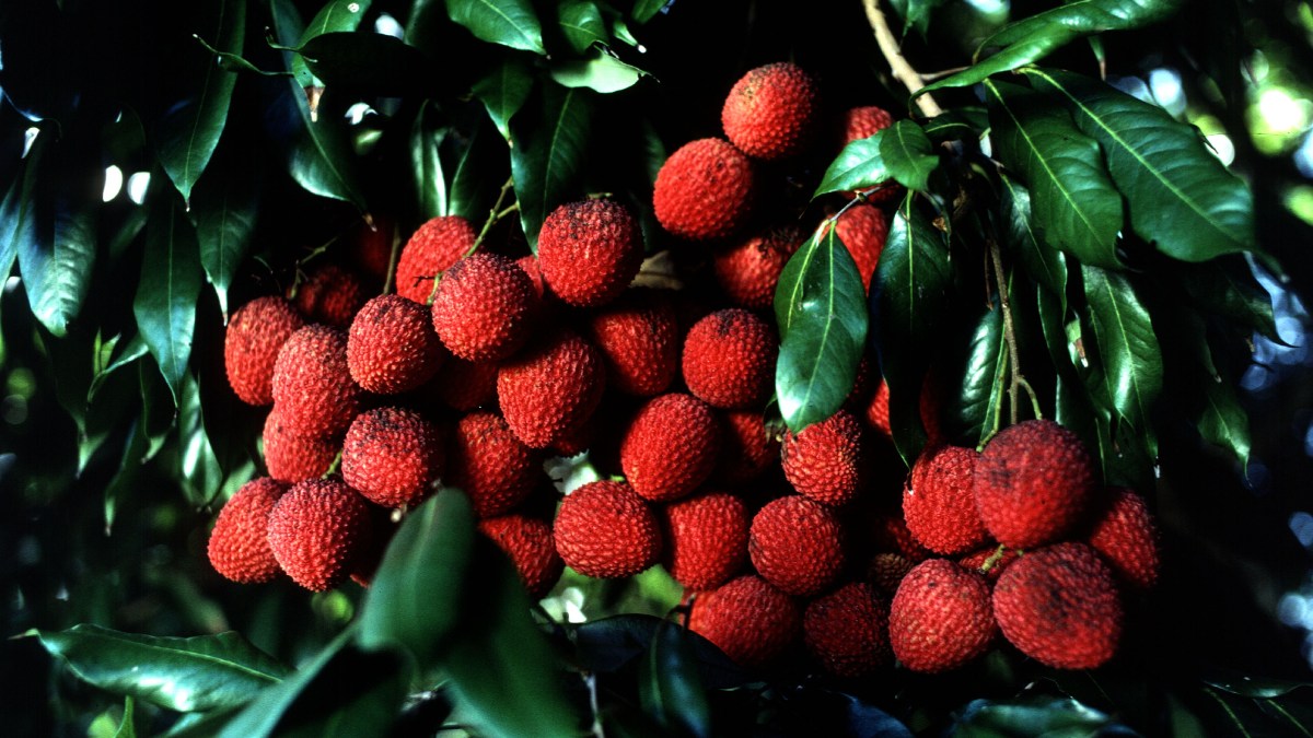 A regra é simples: semear quanto antes. O caroço perde viabilidade rápido quando resseca, então o ideal é plantar logo após o consumo, especialmente entre novembro e fevereiro, período de colheita no Brasil. Foto: Wikimedia Commons