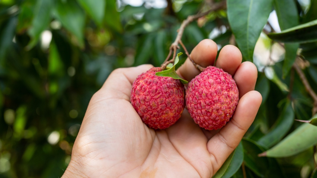 Para plantar a muda no local definitivo, o melhor momento é a primavera e o início do verão. Foto: Freepik