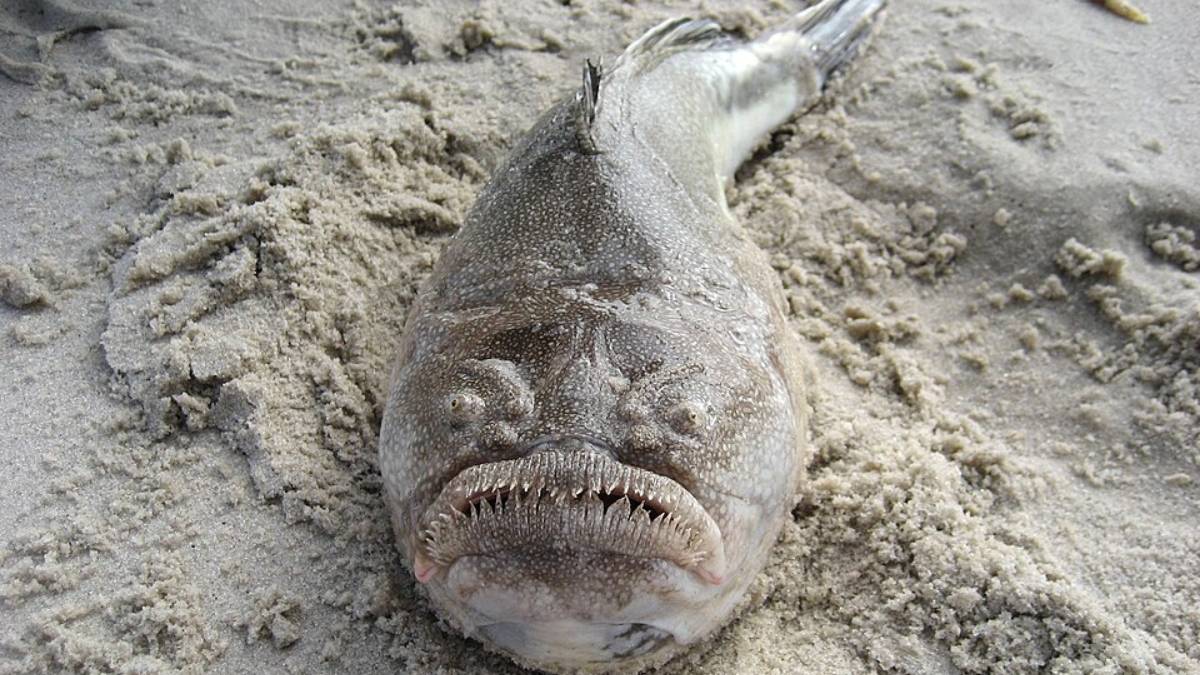 A espécie estudada, peixe-obserevador-do-céu, é conhecida como camufladora. Eles se enterram na areia ou lama, deixando apenas os olhos e a boca para fora, esperando pacientemente que a presa passe por cima (Foto: Canvasman21/Wikimedia Commons)