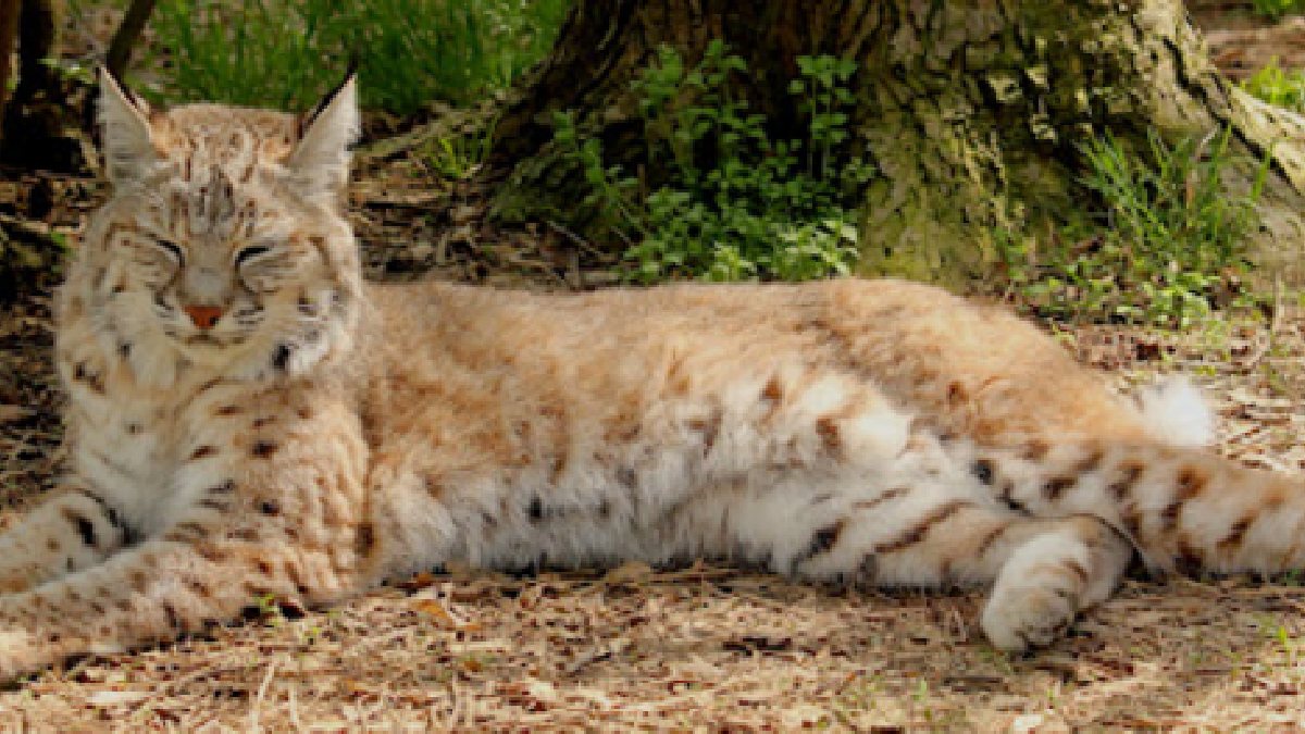 Linces-americanos (imagem) e cisnes-trompeteiros também foram observados por imagens do parque