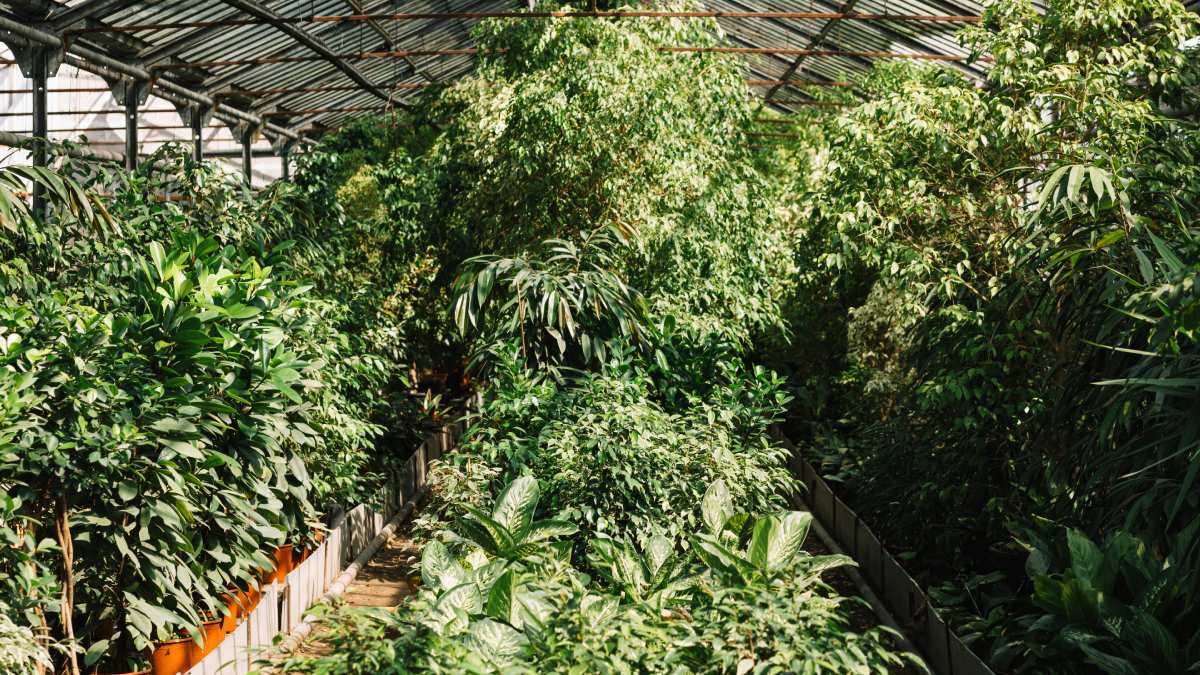 Embora nem toda a área esteja plantada, a expectativa é que, quando estiver em plena operação, o espaço seja considerado um dos maiores projetos do tipo no mundo (Fotos: Freepik)
