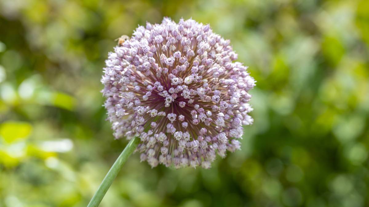 Mas as características das flores variam conforme a espécie cultivada (Fotos: Freepik)