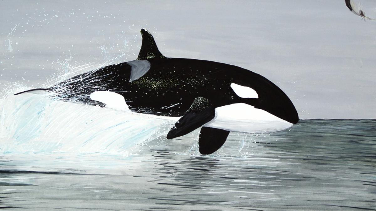 Porém, o derretimento do gelo marinho, impulsionado pelo aquecimento global, abre novos territórios para esses predadores (Foto: birdy/Wikimedia Commons)