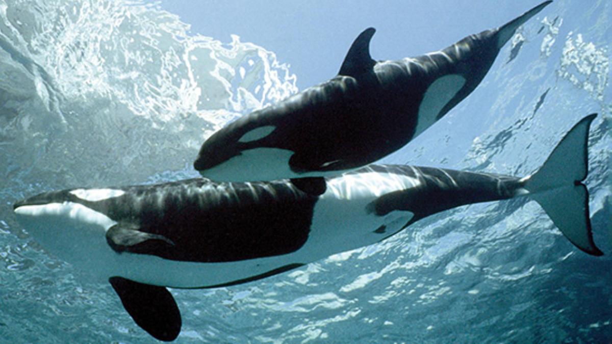 Na Antártida, as orcas são conhecidas por uma técnica em grupo; elas nadam juntas, em sincronia, para criar uma grande onda que quebra o gelo e derruba focas e pinguins na água (Foto: Unknown author/Wikimedia Commons)