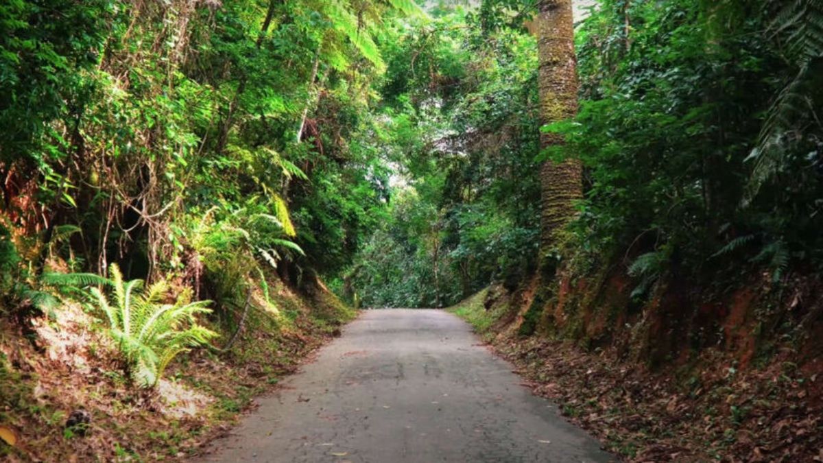 Parque Cantareira