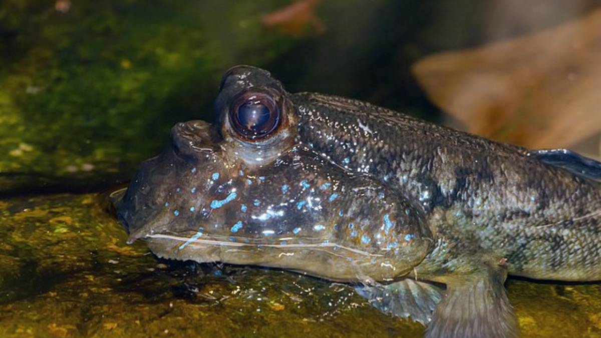 O peixe-saltador-do-lodo surpreende cientistas ao desafiar o óbvio e 'andar' fora da água (Foto: H.Zell/ Wikimedia Commons)