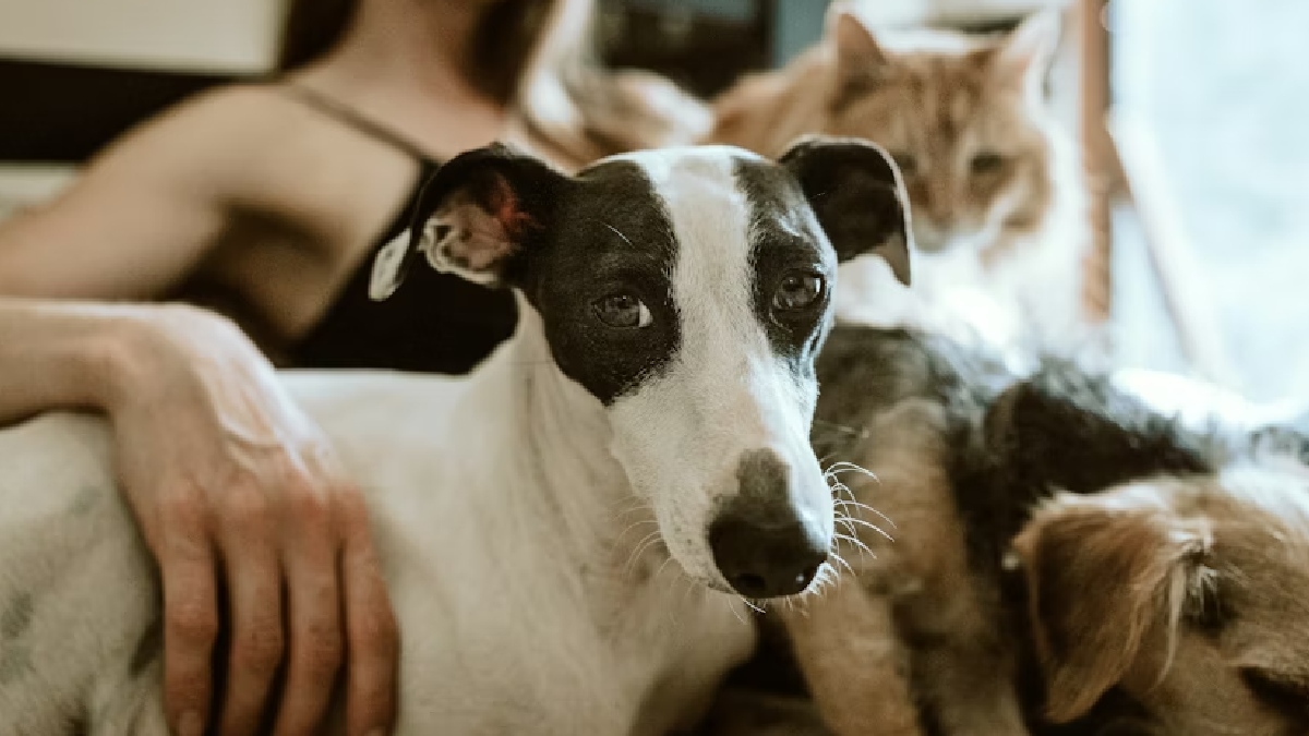 Já para os machos, os nomes Bob e Thor lideram o ranking, acompanhados por Negão ou Neguinho - (Chewy/Unsplash)