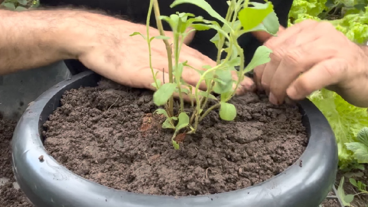 O cultivo pode ser feito direto da varanda em vaso simples e com a colheita de diversas folhas frescas que servem como um adoçante natural - (Reprodução/YouTube)