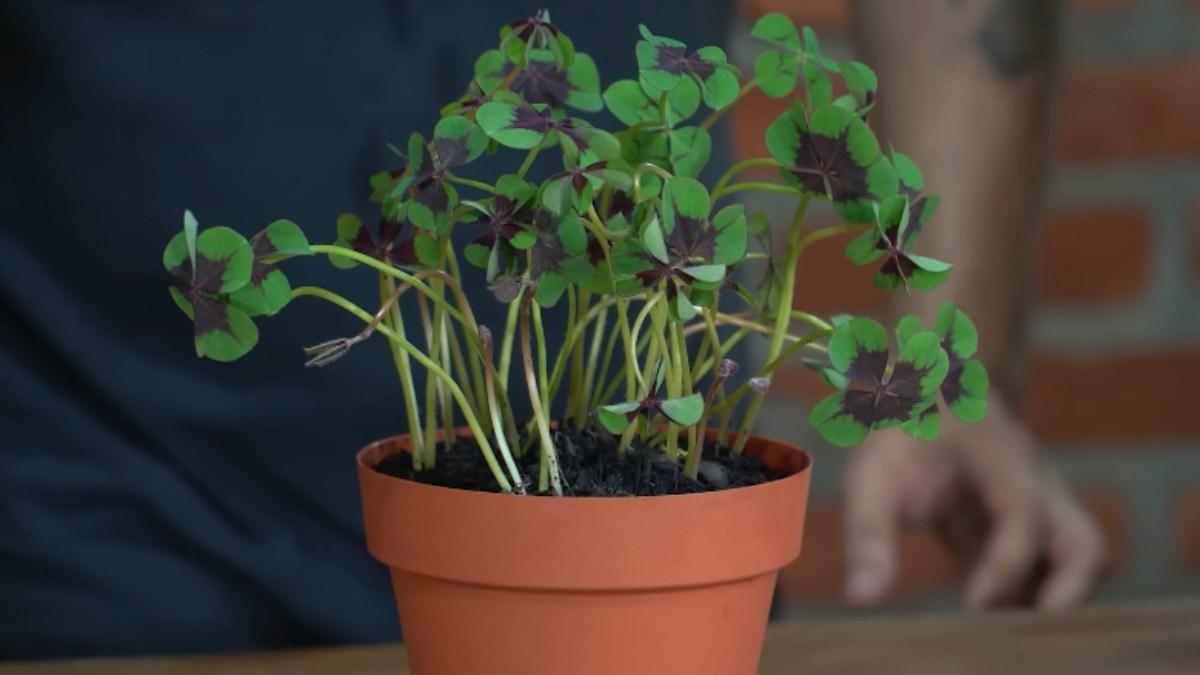 O trevo de quatro folhas simboliza esperança, fé, sorte e amor segundo tradições muito antigas. Ele precisa de algumas horas de sol por dia e pode entrar em dormência durante o inverno. Foto: Reprodução/Youtube/Spagnhol Plantas