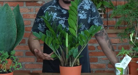 A zamioculca é uma espécie muito resistente que tem a capacidade de atrair enriquecimento e mudanças positivas. Além do lado místico, ela é uma planta escultural que embeleza e traz boas vibrações para a casa. Foto: Reprodução/Youtube/Spagnhol Plantas